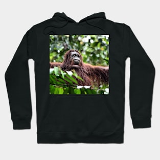 Large Female Orangutan, Borneo Hoodie